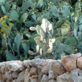 Sunlight on the Prickly Pear