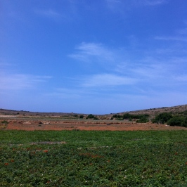 A Maltese Farm