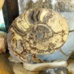 Ammonites in the South of England