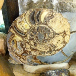 Ammonites in the South of England